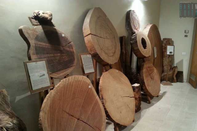 A Molfetta c'� un museo del legno: si tratta dell'unica "siloteca" del Sud Italia